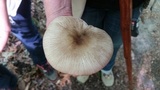 Megacollybia rodmanii image