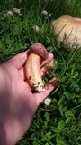 Boletus patrioticus image
