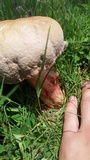 Boletus patrioticus image