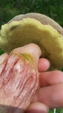 Boletus patrioticus image