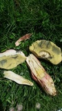 Boletus patrioticus image