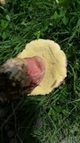 Boletus patrioticus image