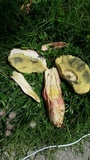 Boletus patrioticus image