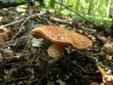 Cystodermella cinnabarina image