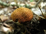 Cystodermella cinnabarina image