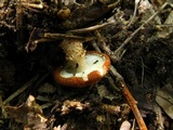 Cystodermella cinnabarina image
