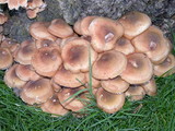 Armillaria solidipes image