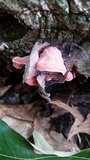 Phlebia incarnata image