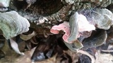 Phlebia incarnata image