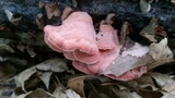 Phlebia incarnata image