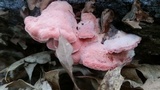 Phlebia incarnata image