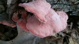 Phlebia incarnata image