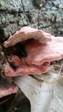 Phlebia incarnata image