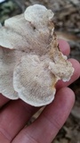 Phlebia incarnata image