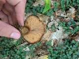 Tapinella atrotomentosa image