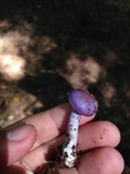 Cortinarius iodes image