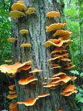 Laetiporus conifericola image