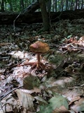 Cortinarius corrugatus image