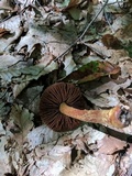 Cortinarius corrugatus image