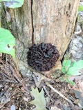 Phaeotremella foliacea image