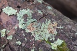 Punctelia caseana image