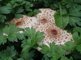 Chlorophyllum rachodes image