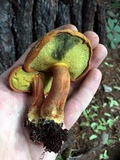 Buchwaldoboletus lignicola image