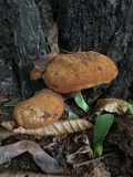 Buchwaldoboletus lignicola image