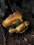 Buchwaldoboletus lignicola image