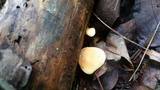 Tapinella panuoides image