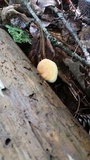 Tapinella panuoides image
