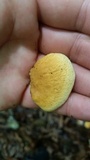 Tapinella panuoides image