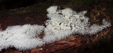 Ceratiomyxa fruticulosa var. fruticulosa image