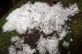 Ceratiomyxa fruticulosa var. fruticulosa image