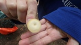 Clitocybula abundans image