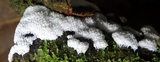 Ceratiomyxa fruticulosa var. fruticulosa image