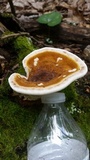 Ganoderma lobatum image