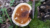 Ganoderma lobatum image