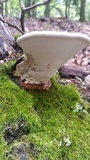 Ganoderma lobatum image