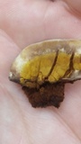 Ganoderma lobatum image
