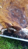 Ganoderma lobatum image