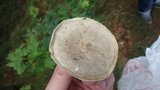 Ampulloclitocybe clavipes image