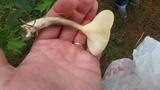Ampulloclitocybe clavipes image
