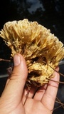 Tremellodendron schweinitzii image