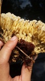 Tremellodendron schweinitzii image