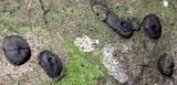 Camillea cyclops image