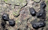 Camillea cyclops image