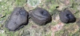 Camillea cyclops image