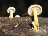 Xeromphalina tenuipes image