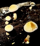 Xeromphalina tenuipes image